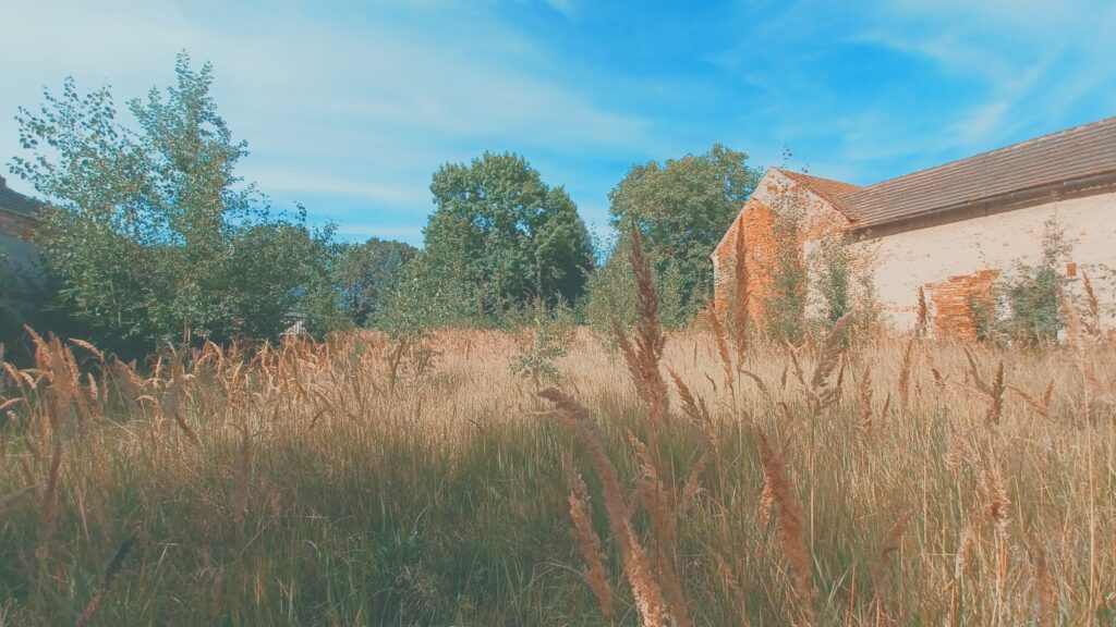 Überwachsene Wiese mit hohem Gras und Bäumen, daneben ein teils verfallenes, helles Backsteingebäude.
