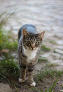 Getigerte Katze mit weißen Pfoten und Brust steht auf einem Weg und schaut direkt in die Kamera.