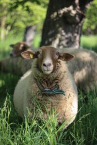 Ein braun-weißes Schaf mit Halsband steht im hohen Gras unter einem Baum und schaut in die Kamera.