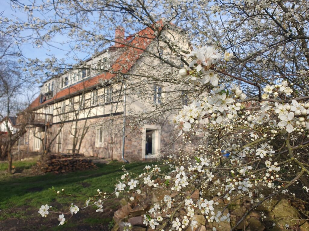 Blühender Obstbaum im Vordergrund, dahinter ein großes historisches Fachwerkgebäude mit rotem Dach im Frühlingslicht.